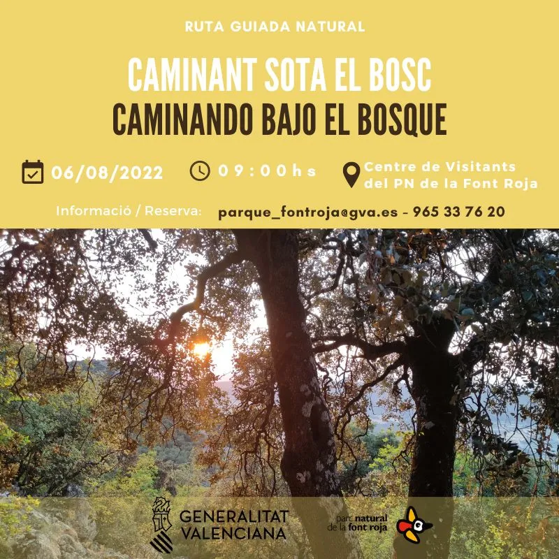 Caminando bajo el bosque