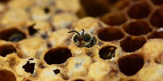 Cata de mieles y casa de las abejas