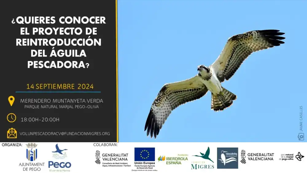 Conoce el águila pescadora