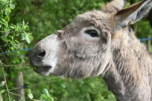 Curso "Enfoques terapéuticos con burros y jardines"