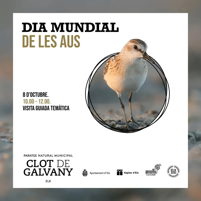 Día Mundial de las Aves.