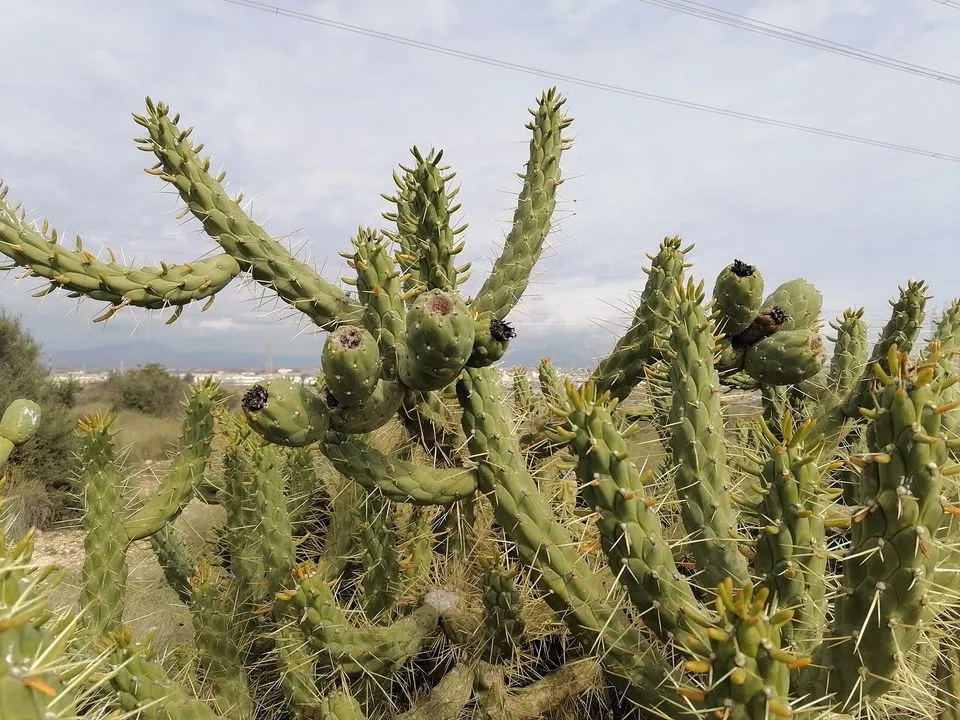 Escobellas desde el Sabinar por Peñas Rojas