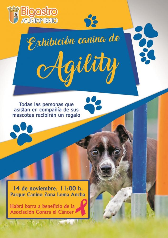 Exhibición canina de Agility en Bigastro