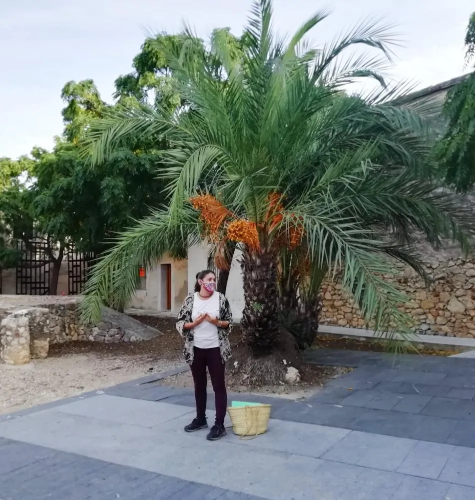 Flora urbana, etnobotànica i convent