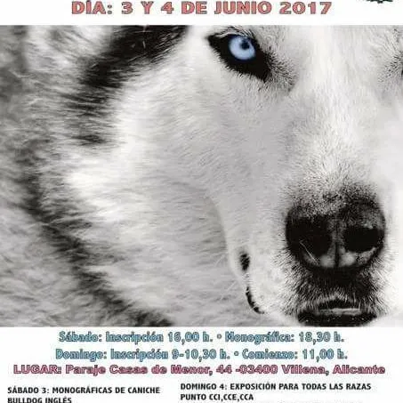 II Exposición Canina Internacional de Villena Alicante