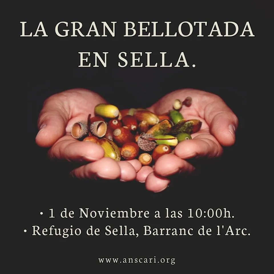 La Gran Bellotada en Sella