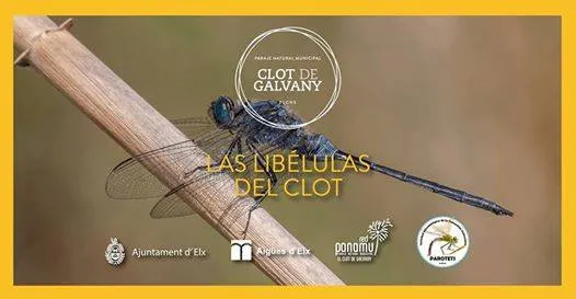 Las libélulas del Clot - Els Parotets del Clot