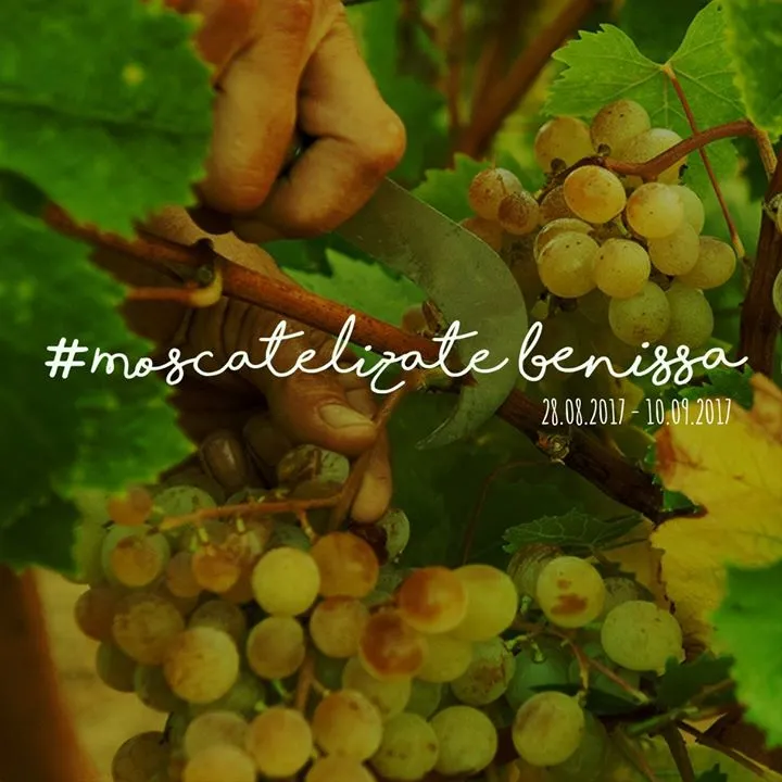 Moscatelizatebenissa