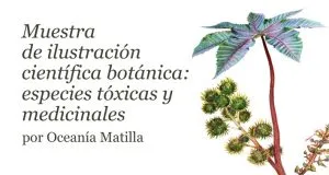 Muestra de ilustración científica botánica: especies tóxicas y medicinales