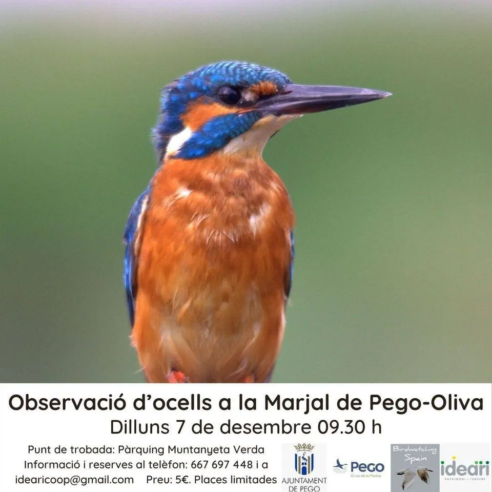 Observació d'ocells a la Marjal Pego-Oliva
