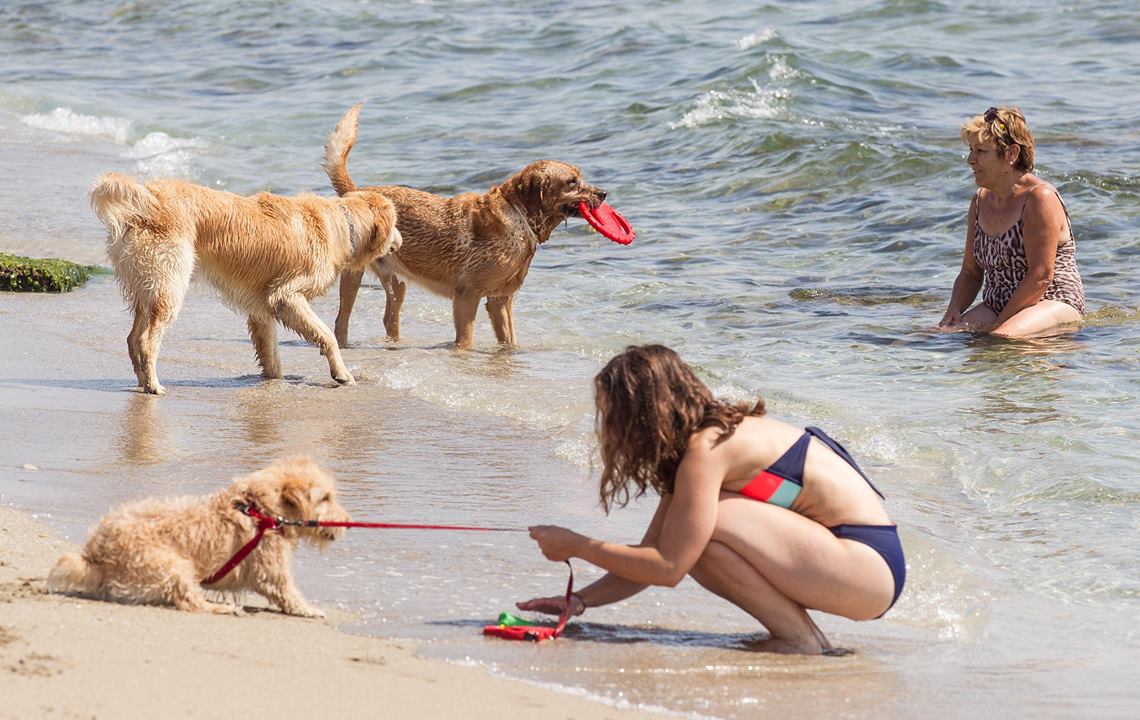 Playas para perros en la provincia de Alicante