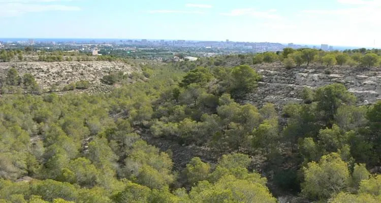 Repoblación forestal en el Monte Orgegia de Alicante