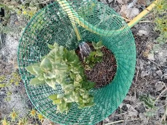 Riego y arreglo de alcorques en Benejúzar