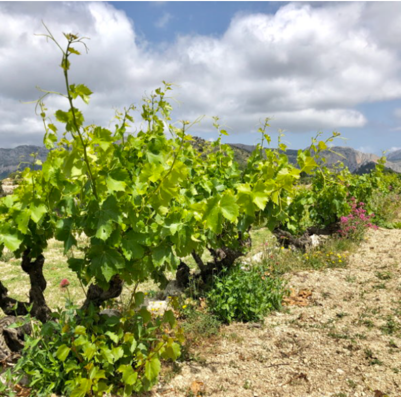 Ruta ambiental en la Penya del Gat: historia del vino en Pego