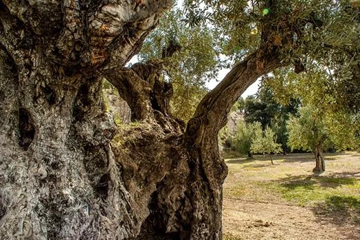 Ruta de Marcha Nórdica entre olivos y visita de Almazara Millena