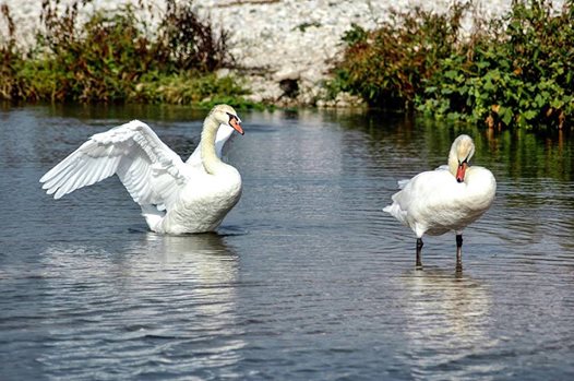 Ruta por el Río Algar - Día Mundial de las Aves