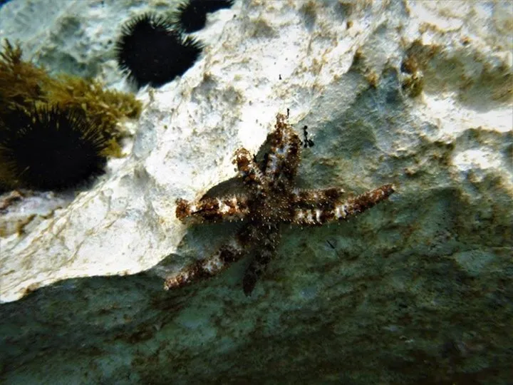 Salida a snorkelear a la Cala de FInestrat