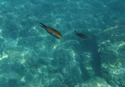 Salida a snorkelear a la Cala del Xarco. Villajoyosa.