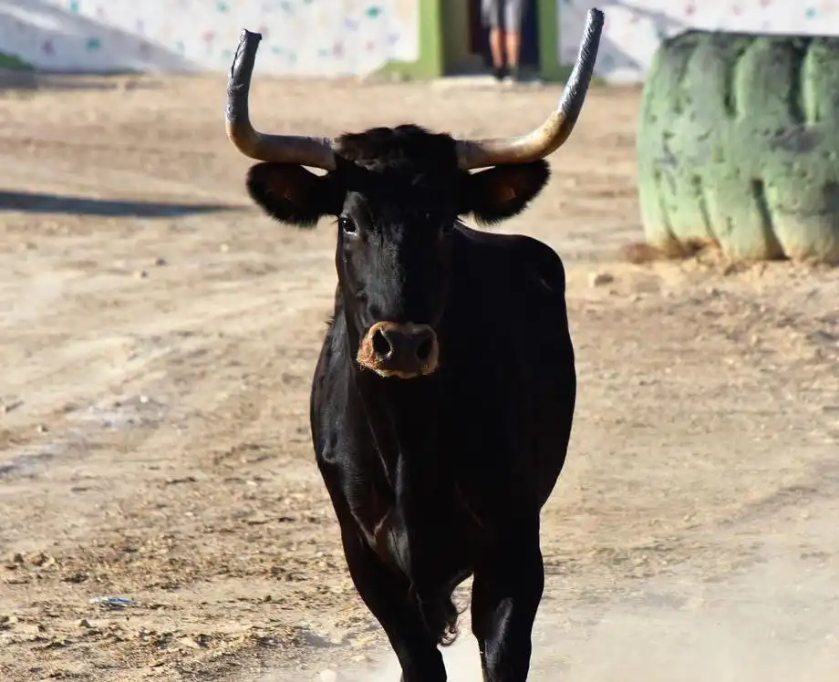 Suelta de vaquillas ► Fira i Festes El Pinós 2024