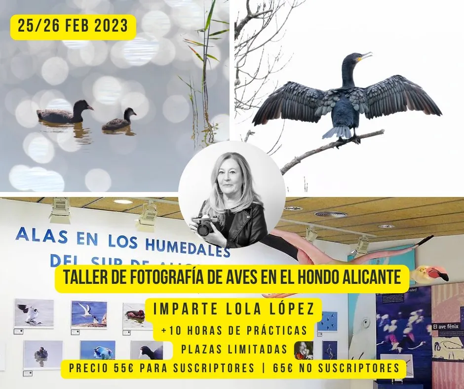 Taller de Fotografía de aves en El Hondo, Alicante