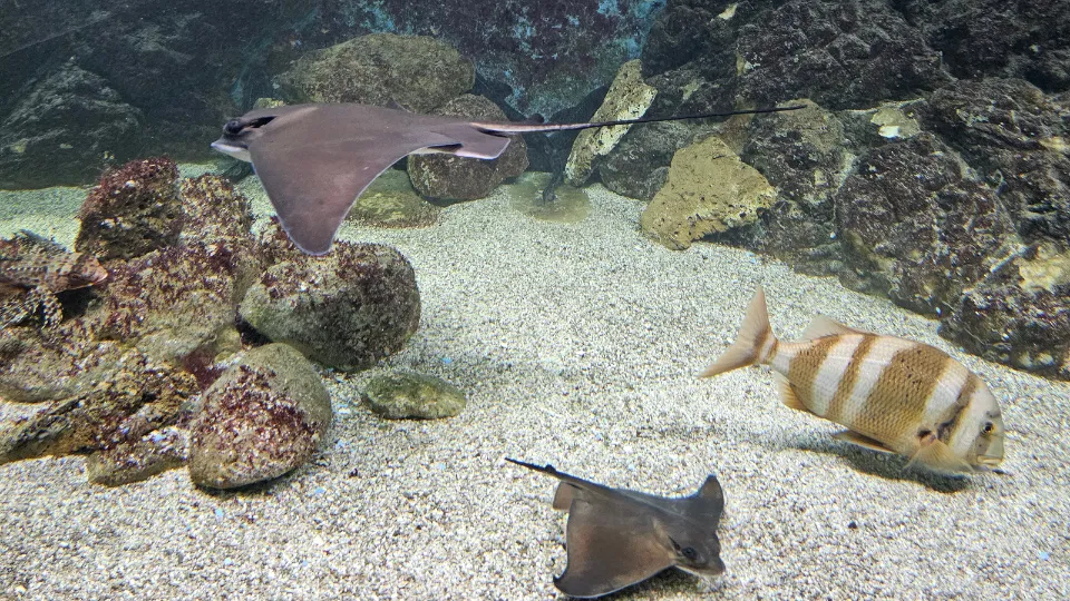 Visita guiada Barco - museo Esteban González y Aquarium