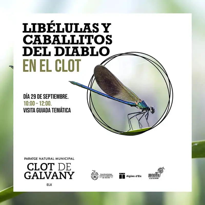 Visita guiada temática: Libélulas y caballitos del diablo